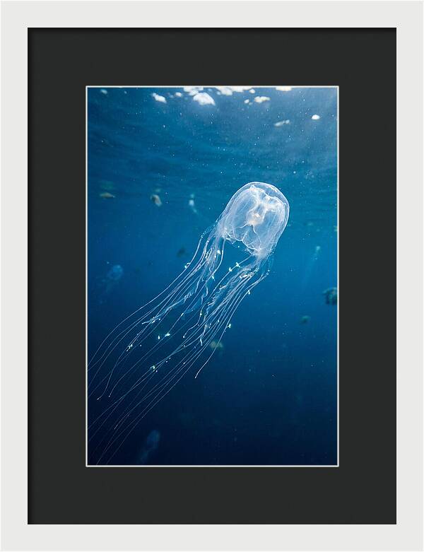 Graceful Jellyfish Swimming Elegantly