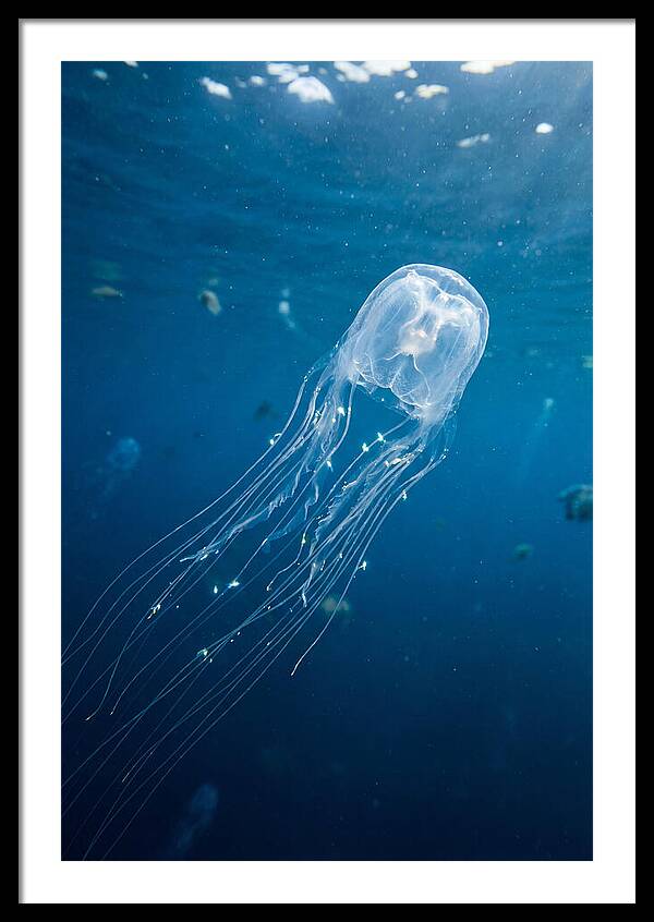 Aquatic Art