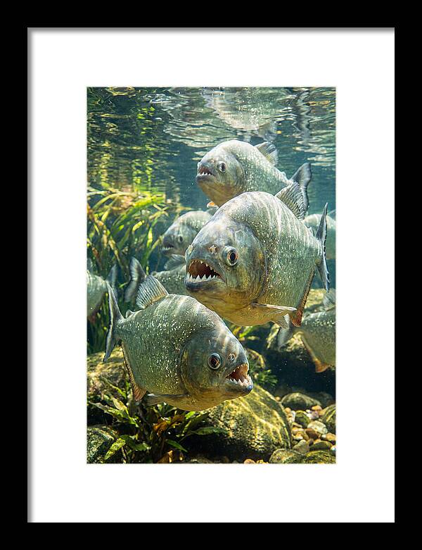 Graceful Piranhas Beneath The Surface