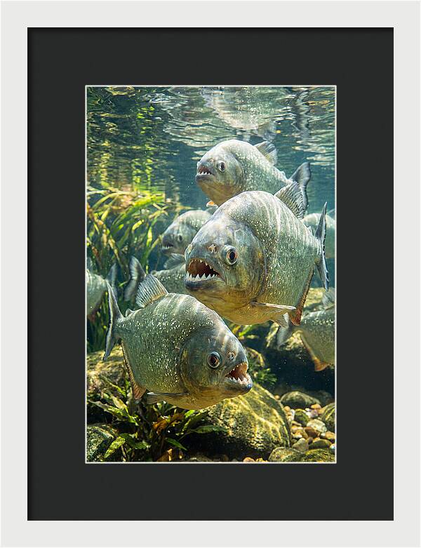 Graceful Piranhas Beneath The Surface
