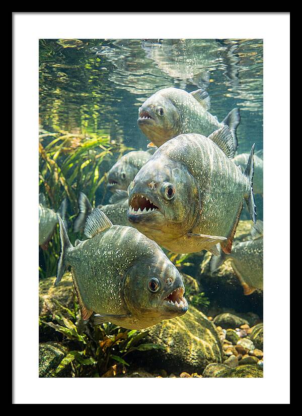 Graceful Piranhas Beneath The Surface