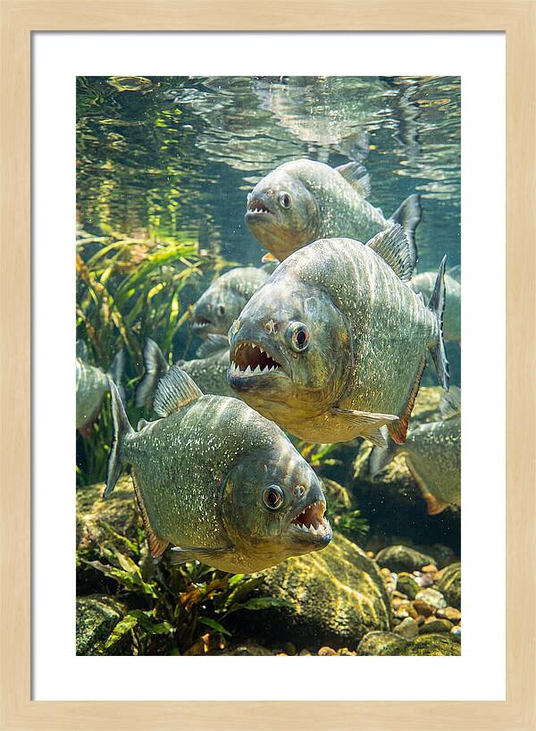Graceful Piranhas Beneath The Surface