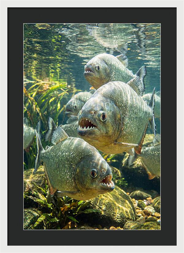 Graceful Piranhas Beneath The Surface