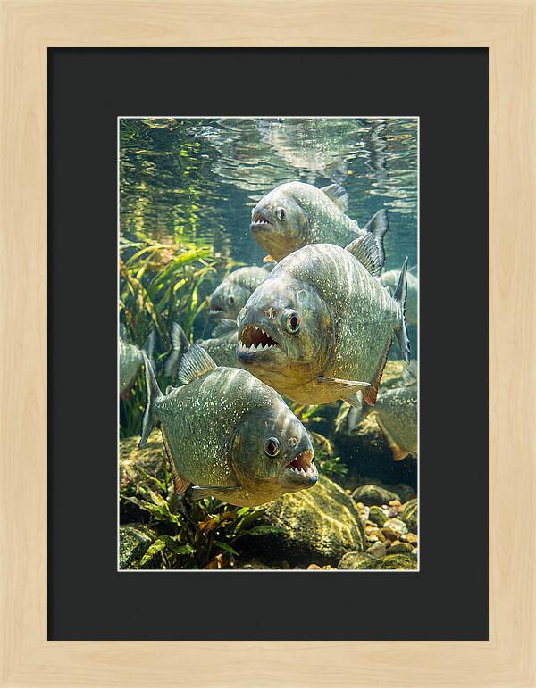 Graceful Piranhas Beneath The Surface