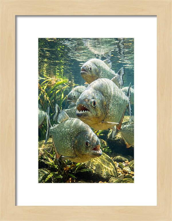 Graceful Piranhas Beneath The Surface