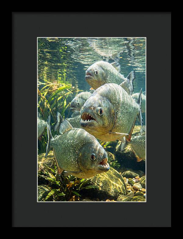 Graceful Piranhas Beneath The Surface