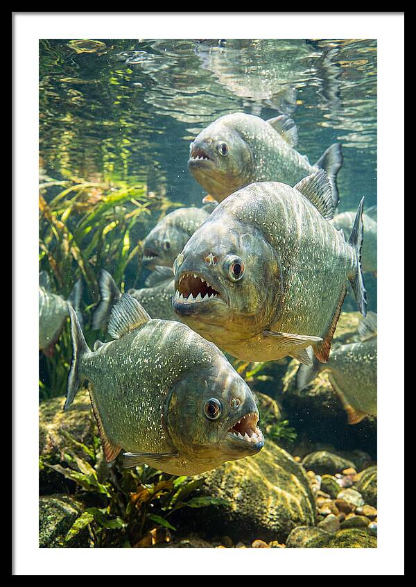 Graceful Piranhas Beneath The Surface