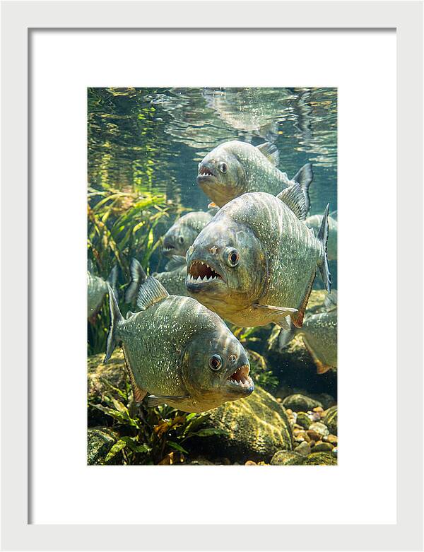 Graceful Piranhas Beneath The Surface
