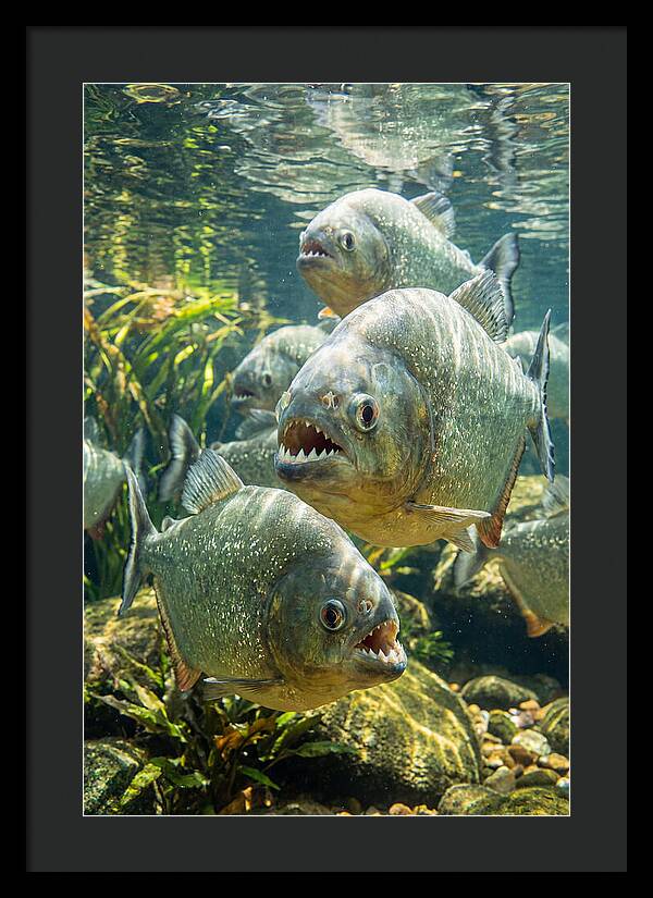 Graceful Piranhas Beneath The Surface