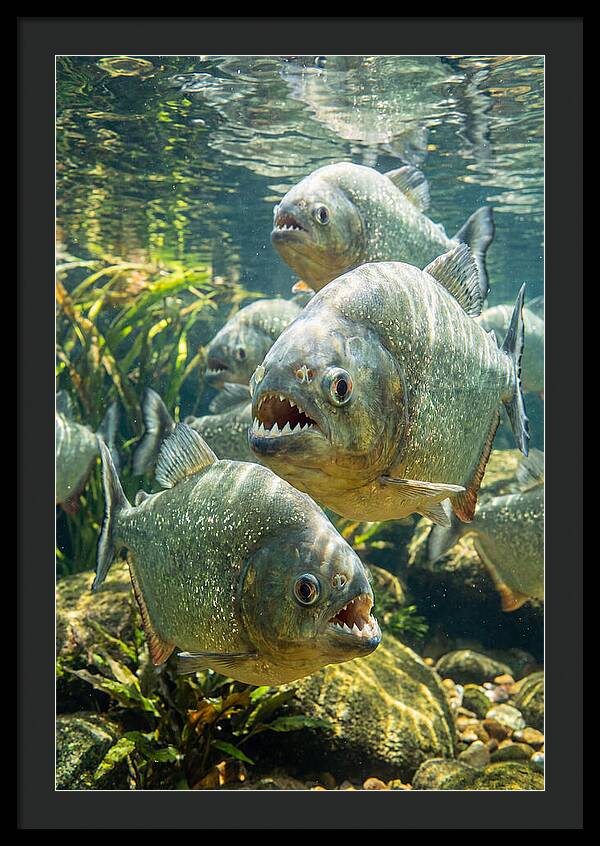 Graceful Piranhas Beneath The Surface