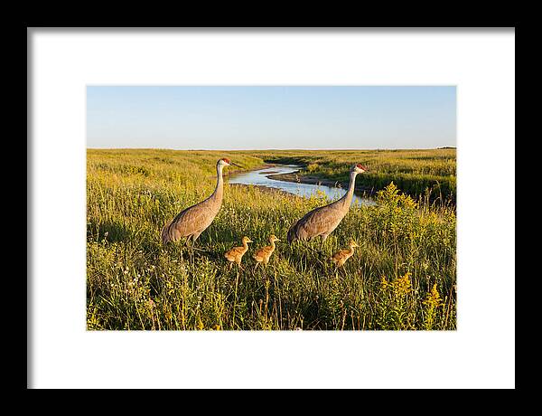 Graceful Sandhill Crane Dance