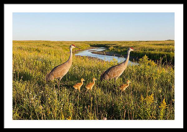 Graceful Sandhill Crane Dance