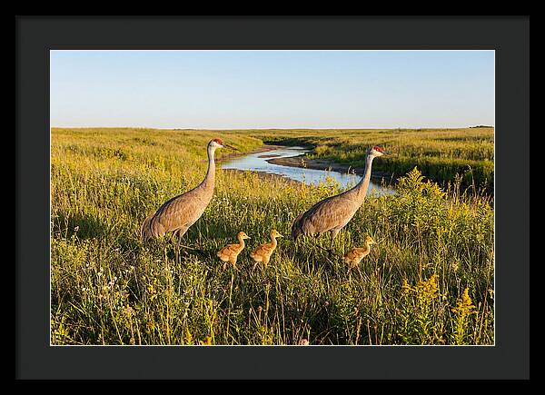 Graceful Sandhill Crane Dance