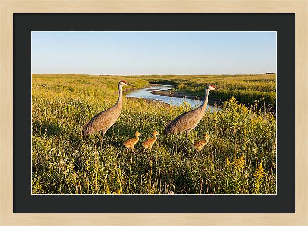 Graceful Sandhill Crane Dance