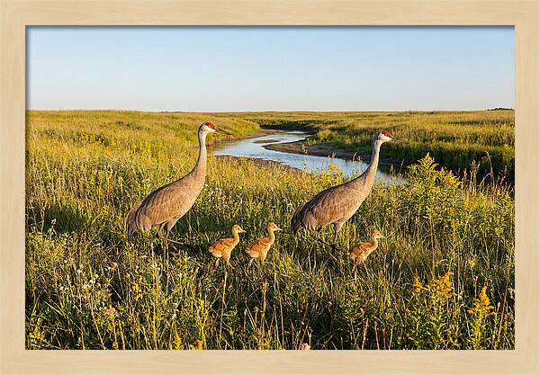 Graceful Sandhill Crane Dance
