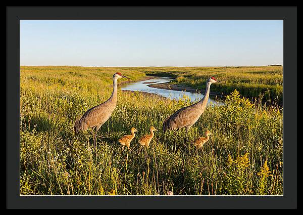 Graceful Sandhill Crane Dance