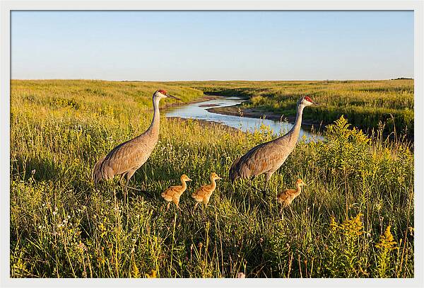 Graceful Sandhill Crane Dance