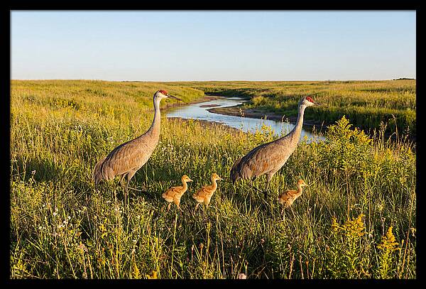 Graceful Sandhill Crane Dance