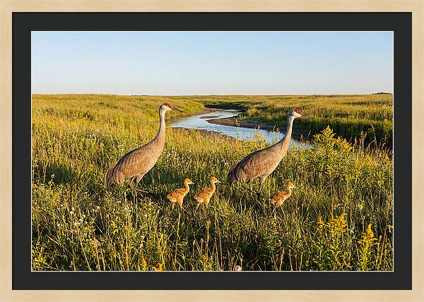 Graceful Sandhill Crane Dance