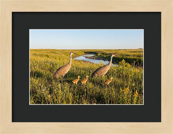 Graceful Sandhill Crane Dance