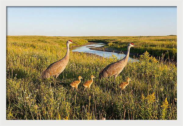 Graceful Sandhill Crane Dance