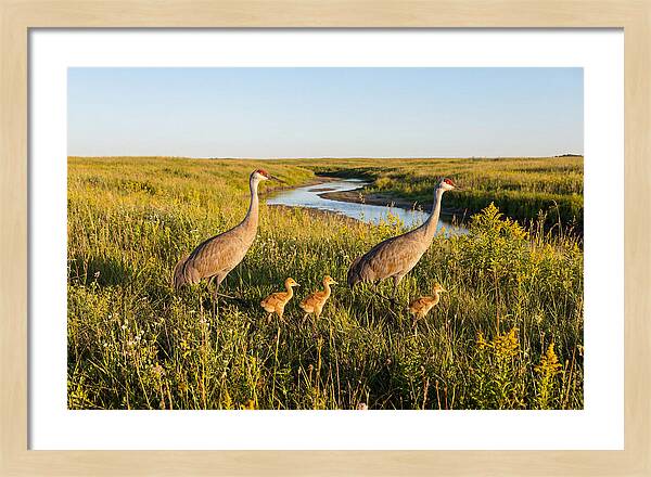 Graceful Sandhill Crane Dance