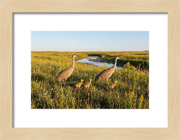 Graceful Sandhill Crane Dance