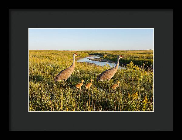 Graceful Sandhill Crane Dance