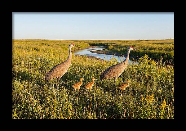 Graceful Sandhill Crane Dance