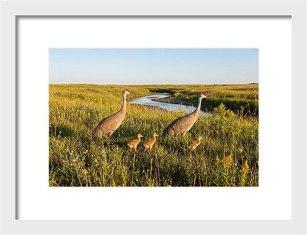 Graceful Sandhill Crane Dance