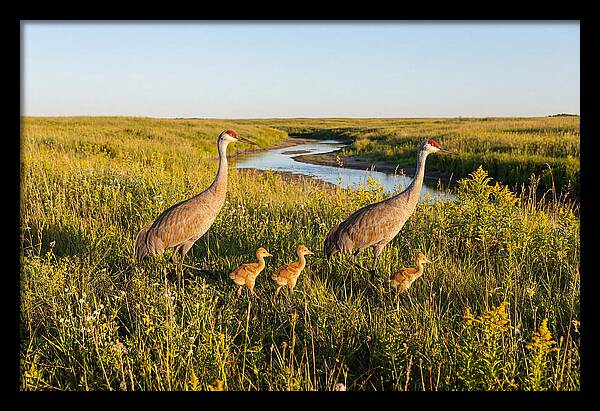Graceful Sandhill Crane Dance