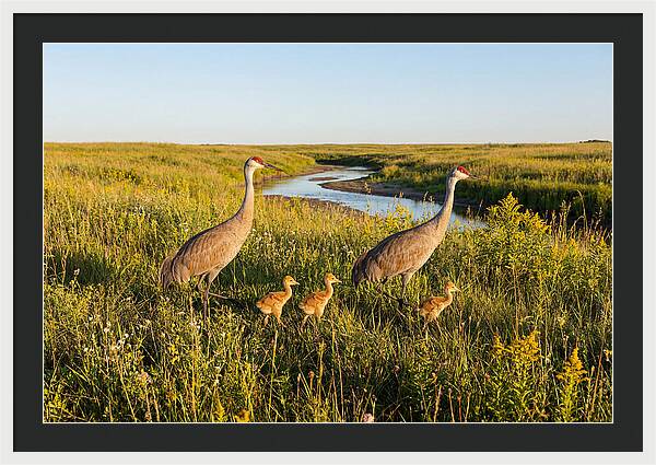 Graceful Sandhill Crane Dance