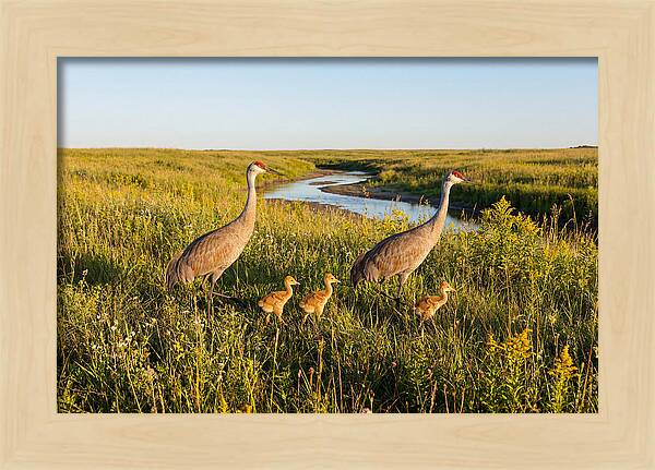 Graceful Sandhill Crane Dance