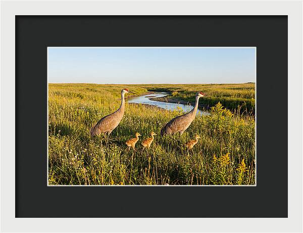 Graceful Sandhill Crane Dance