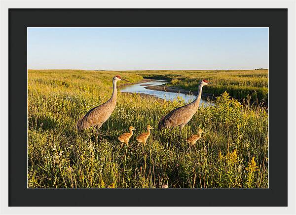 Graceful Sandhill Crane Dance
