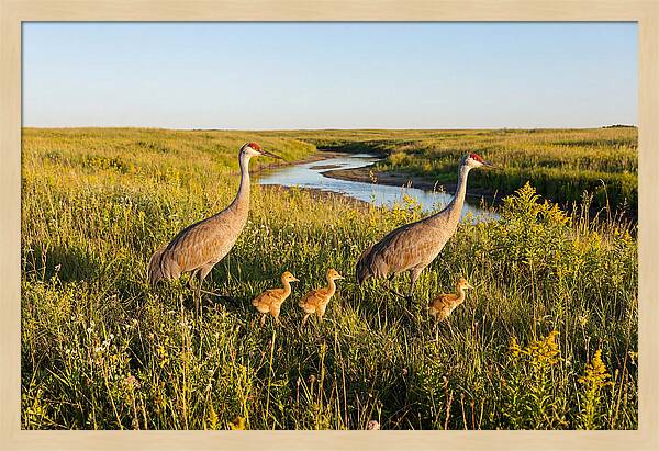 Graceful Sandhill Crane Dance