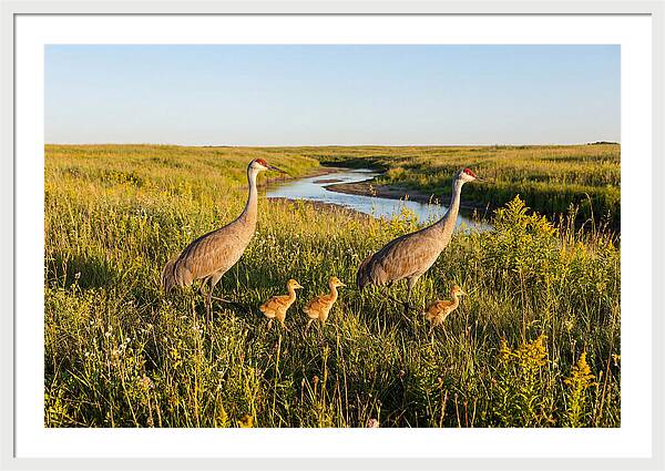 Graceful Sandhill Crane Dance