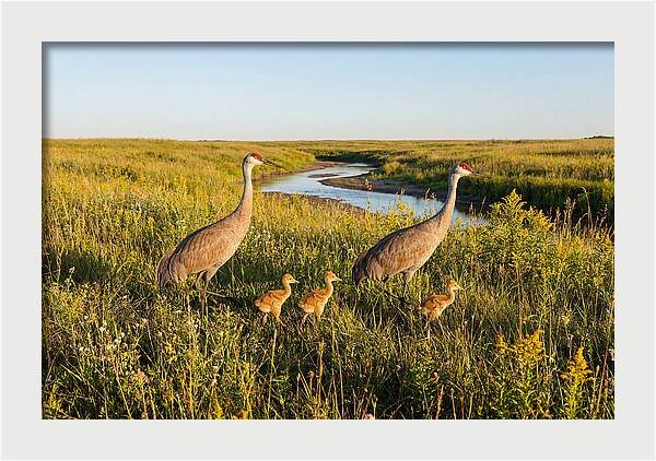 Graceful Sandhill Crane Dance