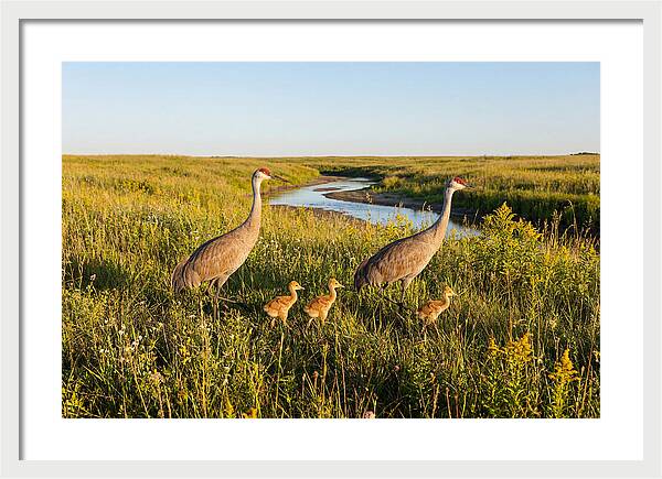 Graceful Sandhill Crane Dance