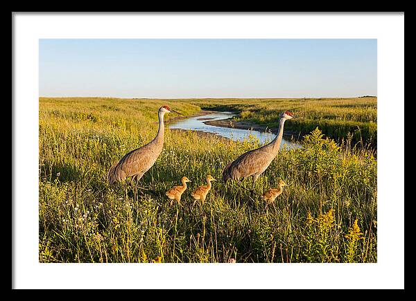 Graceful Sandhill Crane Dance