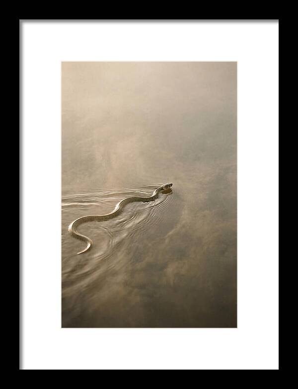 Graceful Snake Gliding Through Water
