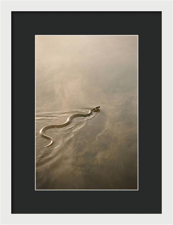 Graceful Snake Gliding Through Water