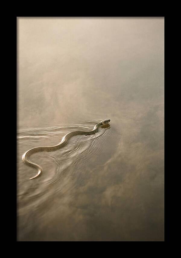 Graceful Snake Gliding Through Water