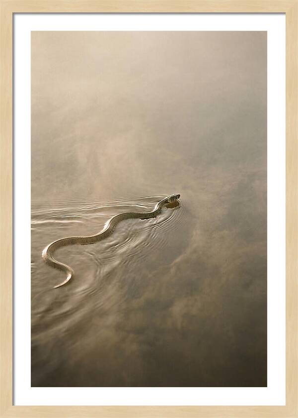 Graceful Snake Gliding Through Water
