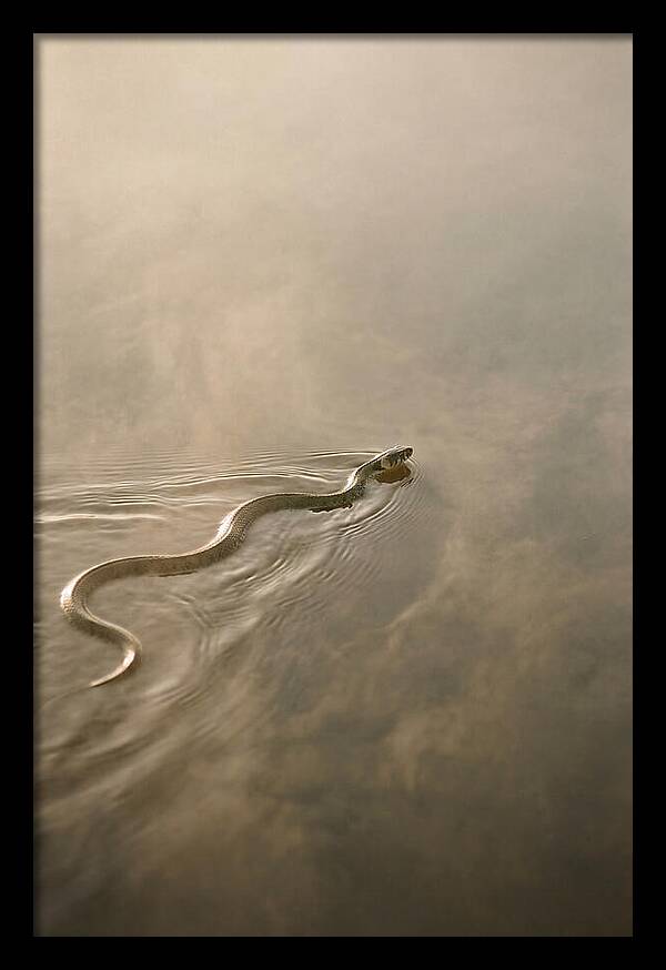 Graceful Snake Gliding Through Water