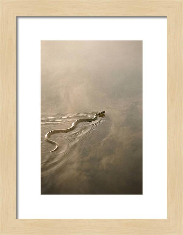 Graceful Snake Gliding Through Water