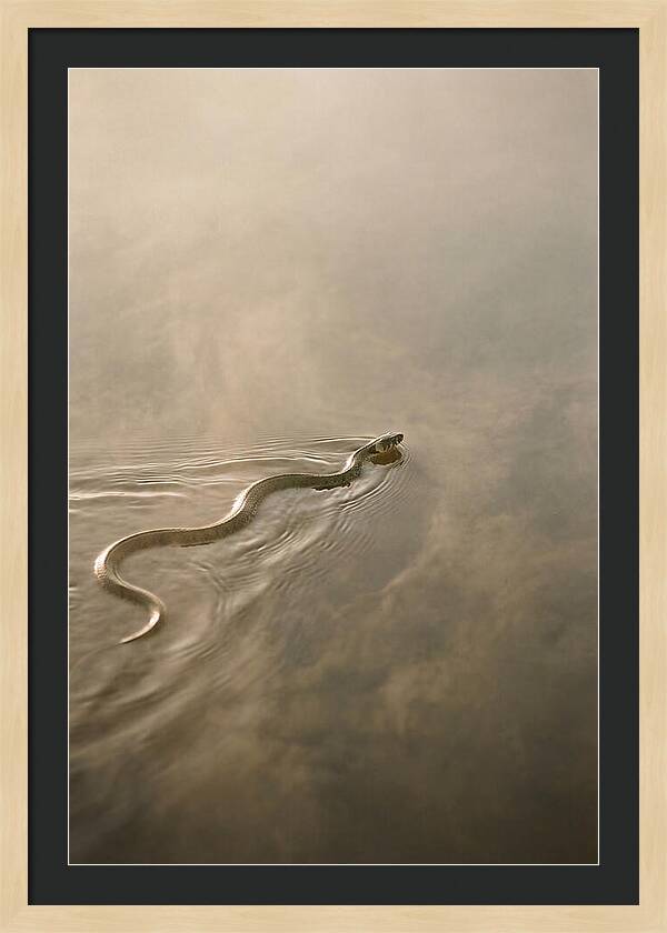 Graceful Snake Gliding Through Water