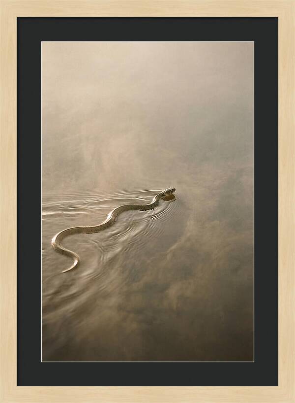 Graceful Snake Gliding Through Water