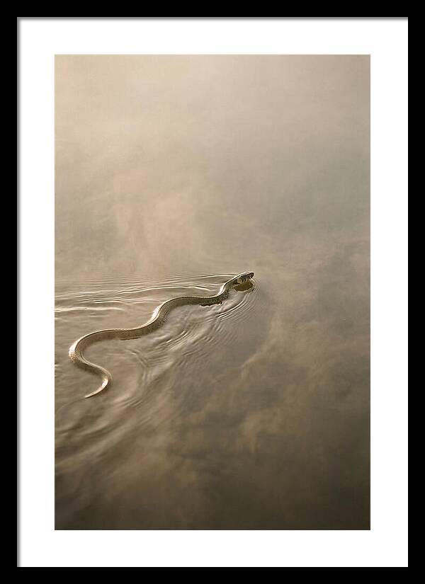 Graceful Snake Gliding Through Water