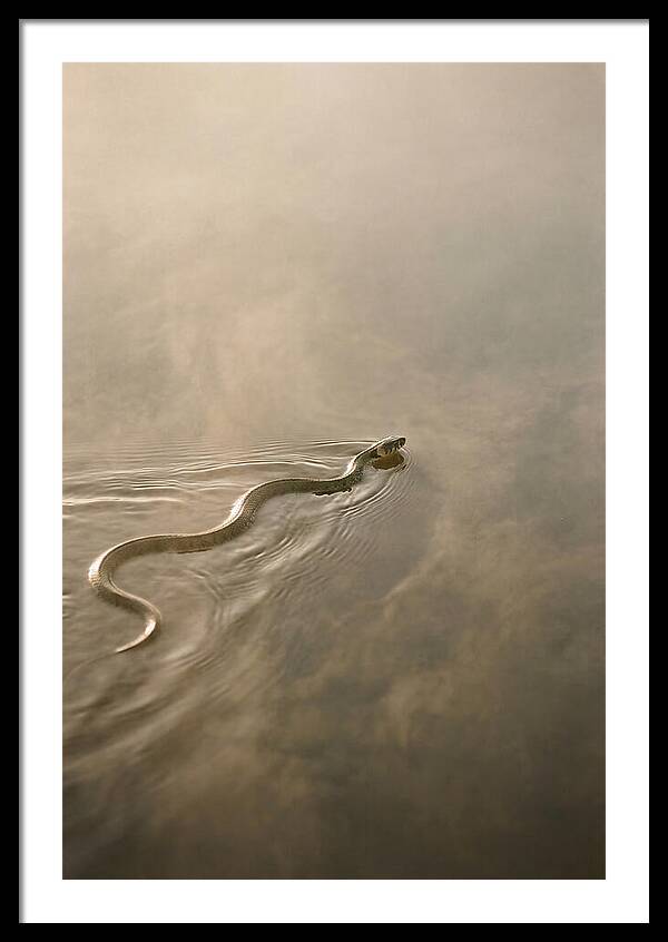 Graceful Snake Gliding Through Water